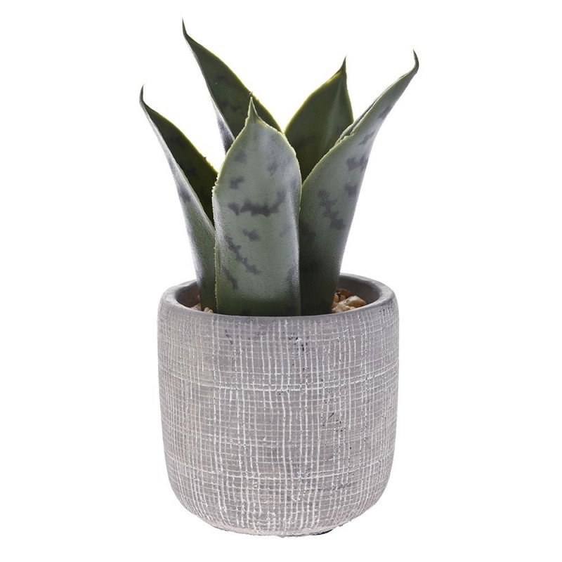 GREEN PLANT IN CEMENT POT 15 CM