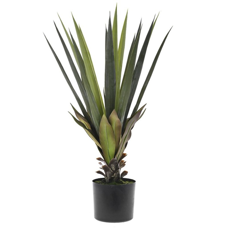 SISAL PLANT WITH 30 LEAVES IN POT 75CM HEIGHT